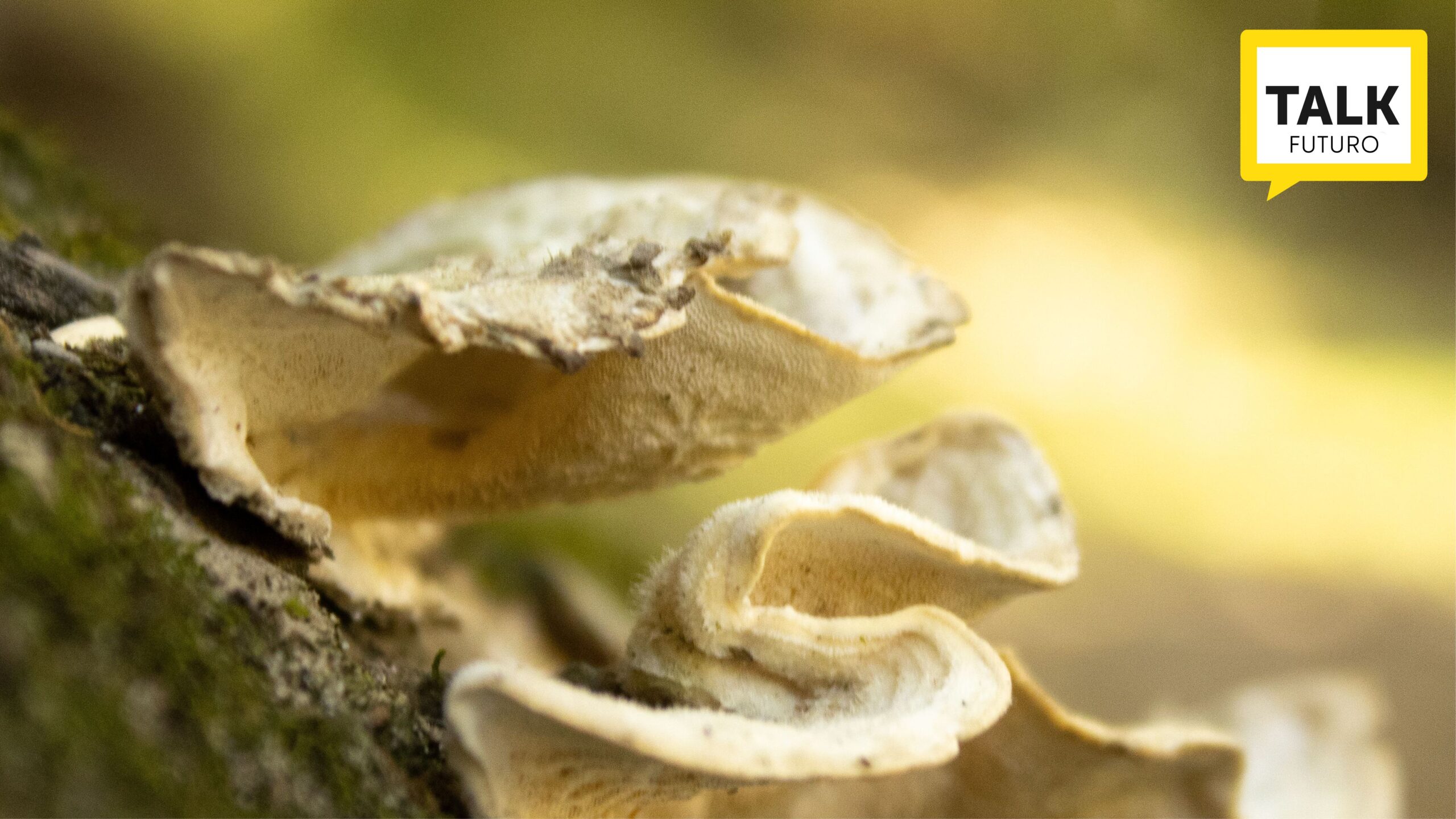 SVILUPPATA LA PRIMA BATTERIA ALIMENTATA A FUNGHI